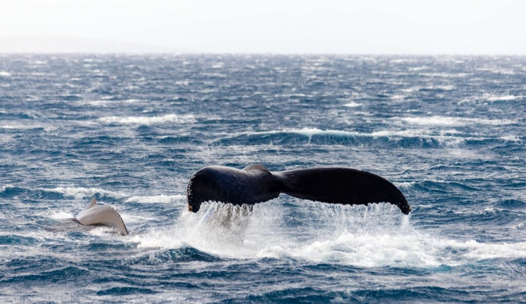 a fluke raises out of the water in maui