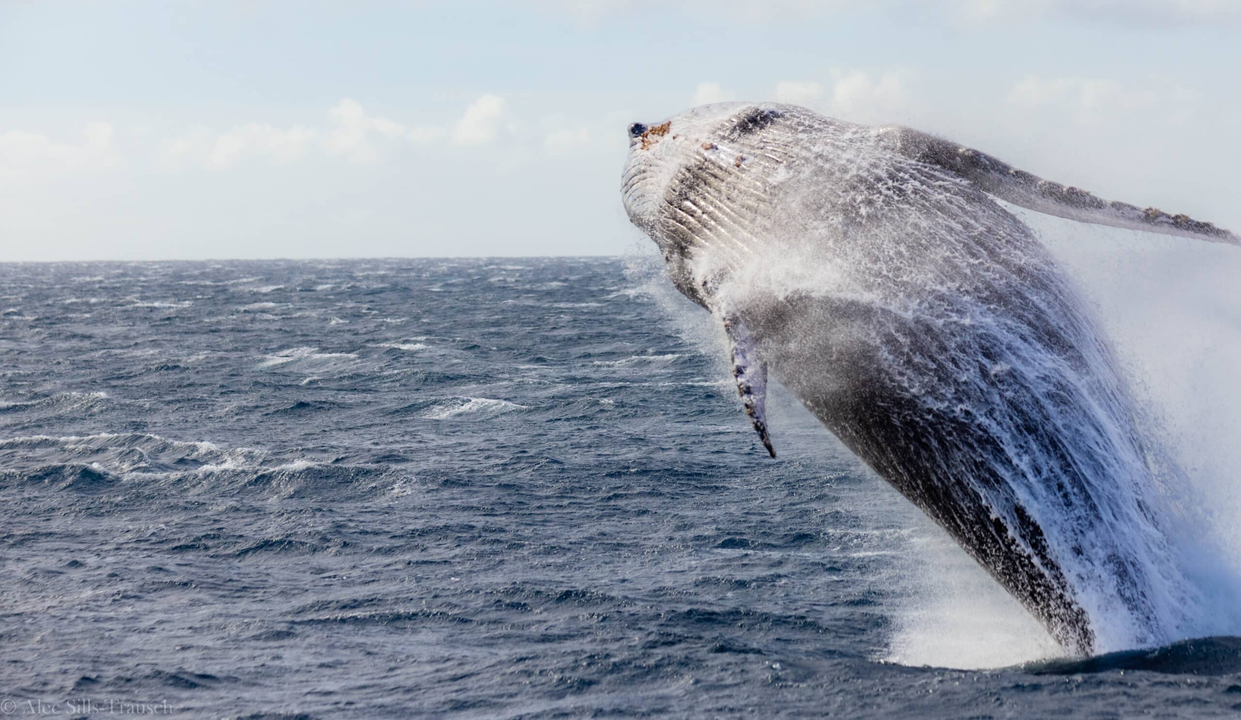 a breaching humpback whale in maui