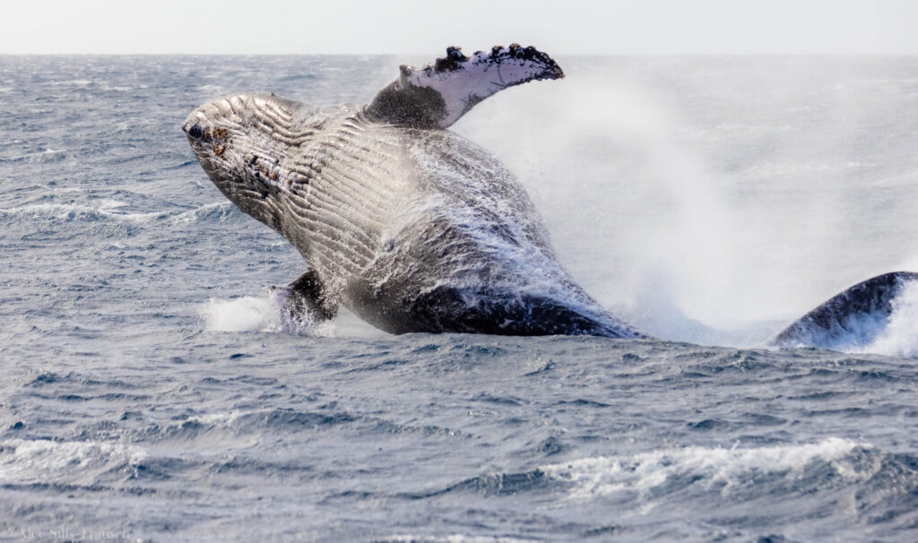 a humpback whale lands in the water after breaching next to our maui whale watching boat