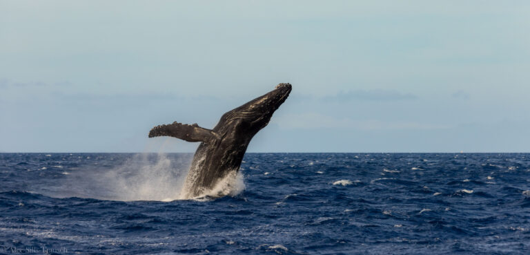a humpback shoots out of the water during our maui whale watching