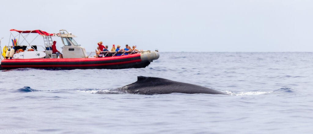 the back of a humpback whale as it swims through the maui nui basin