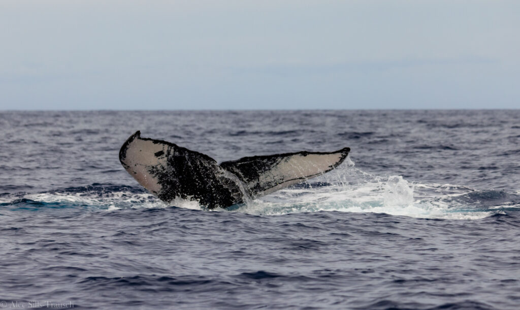 a fluke of a humpback easing into the water as seen from one of our maui whale watching trips