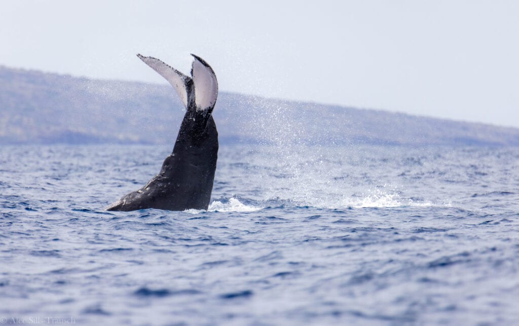 On our final maui whale watching tour, a humpback tail slaps.