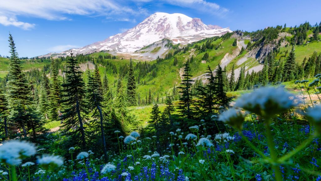 Wildflowers on the Skyline Loop Trail at Mt Rainier.