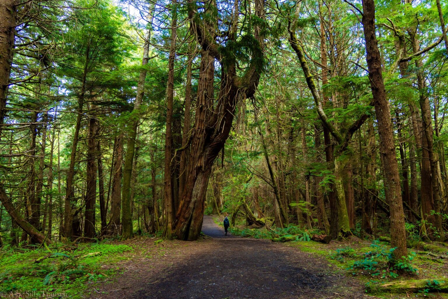 Visiting Guide for the Cape Flattery Trail in Washington