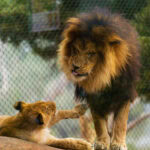 Fun and Beautiful Santa Barbara Zoo Photos