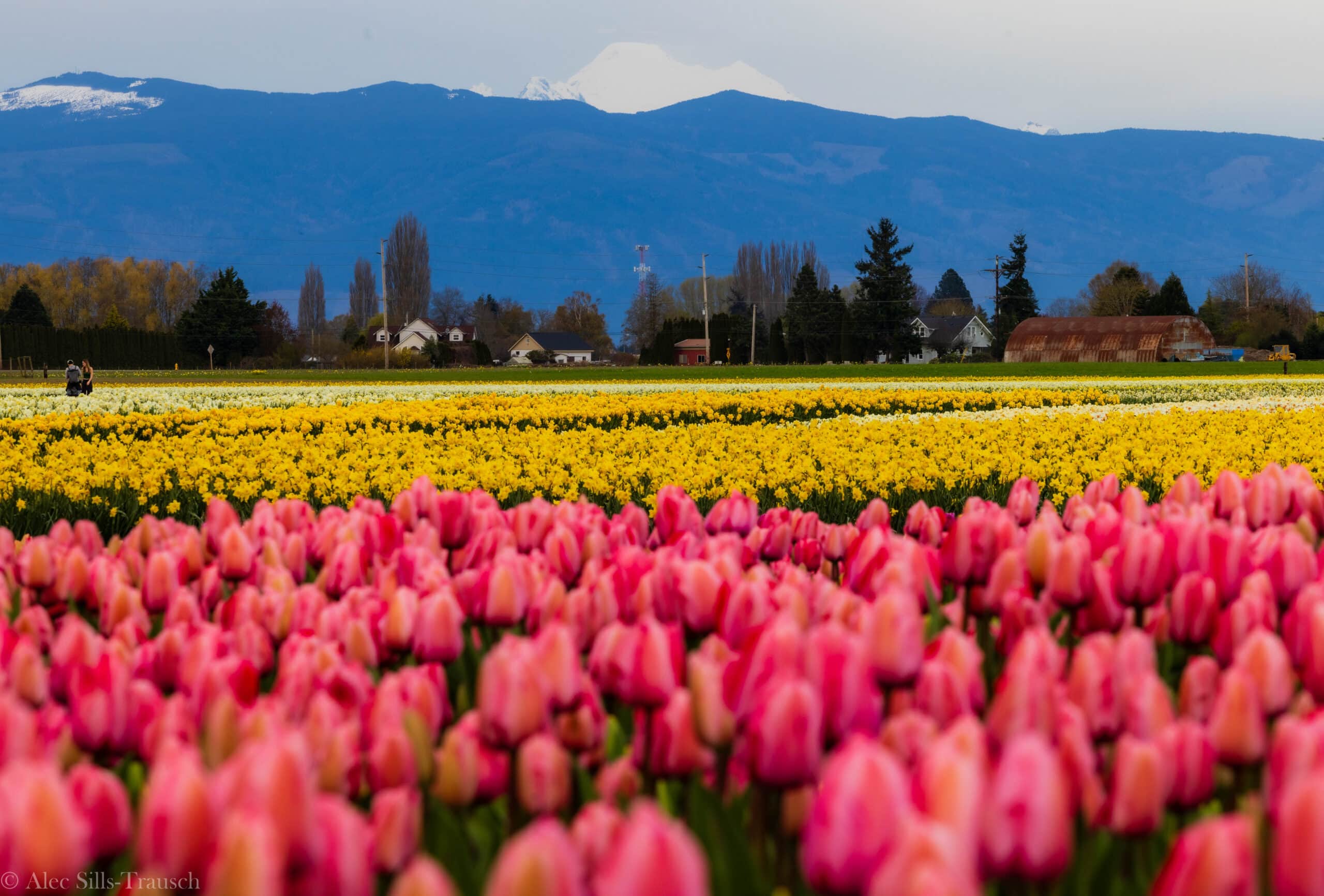 Photos from the 2025 Skagit Valley Tulip Festival