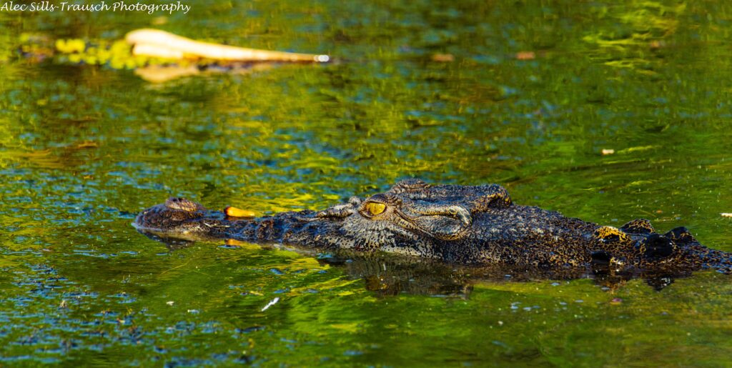a crocodile swims in a river in australia