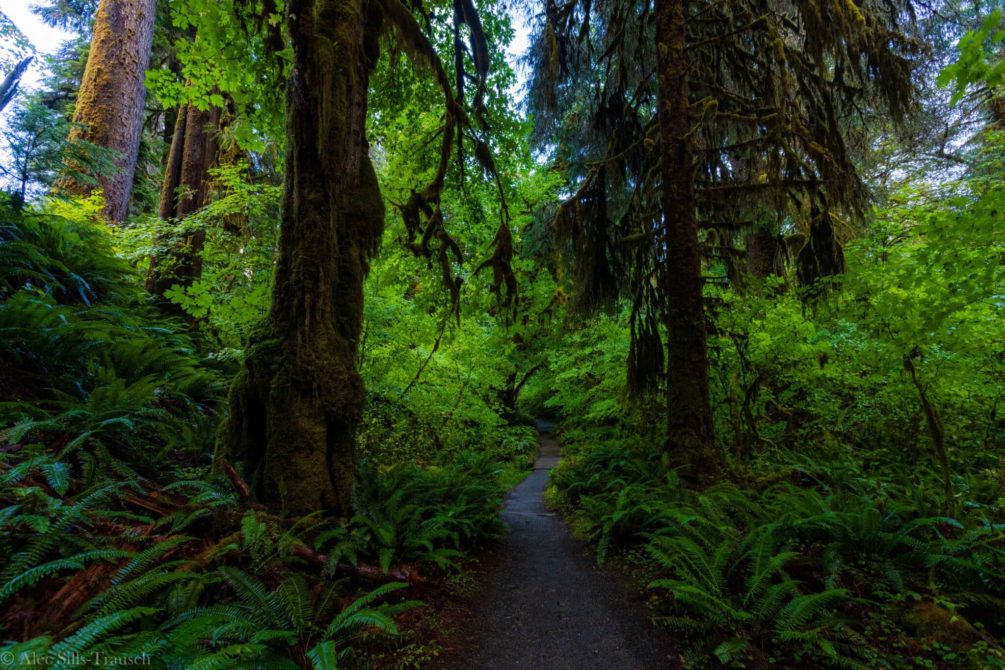 Expert Guide to Visiting the Hoh Rainforest in Olympic National Park