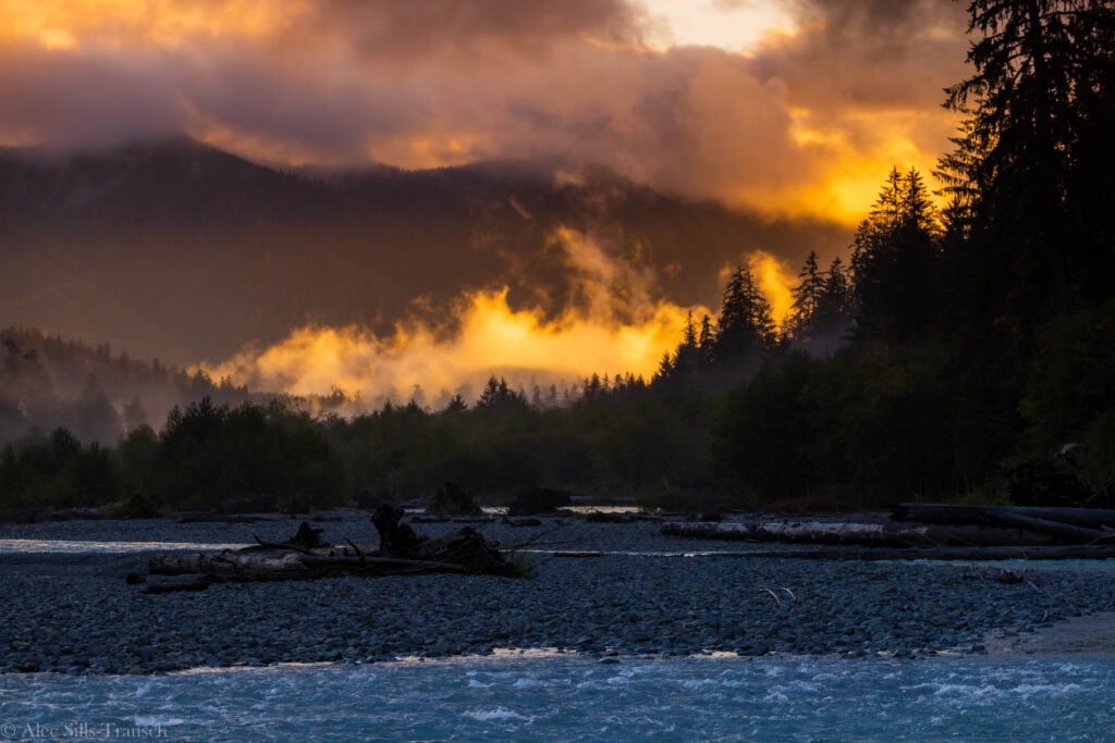 Olympic hoh rainforest