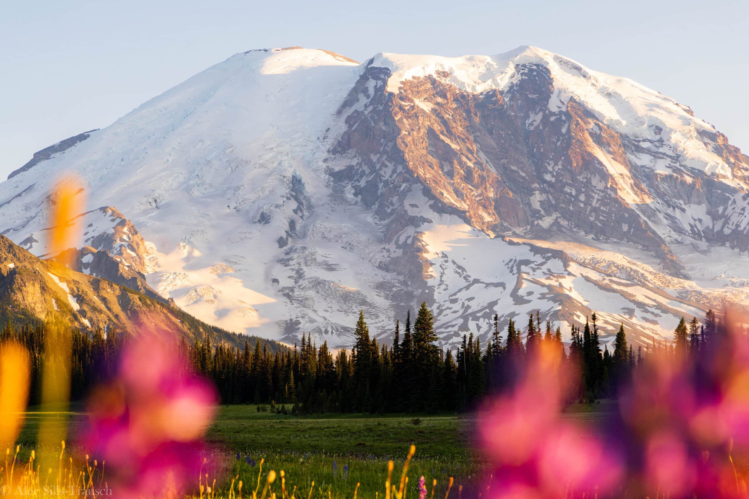 wildflowers and mount rainier