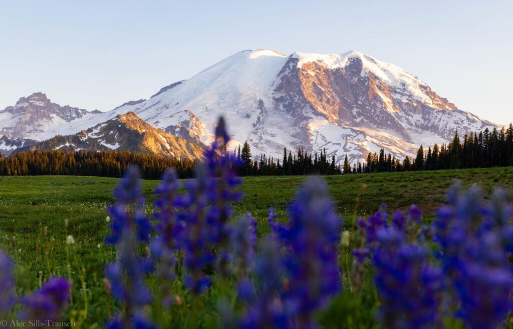 mount rainier with flower in the foreground