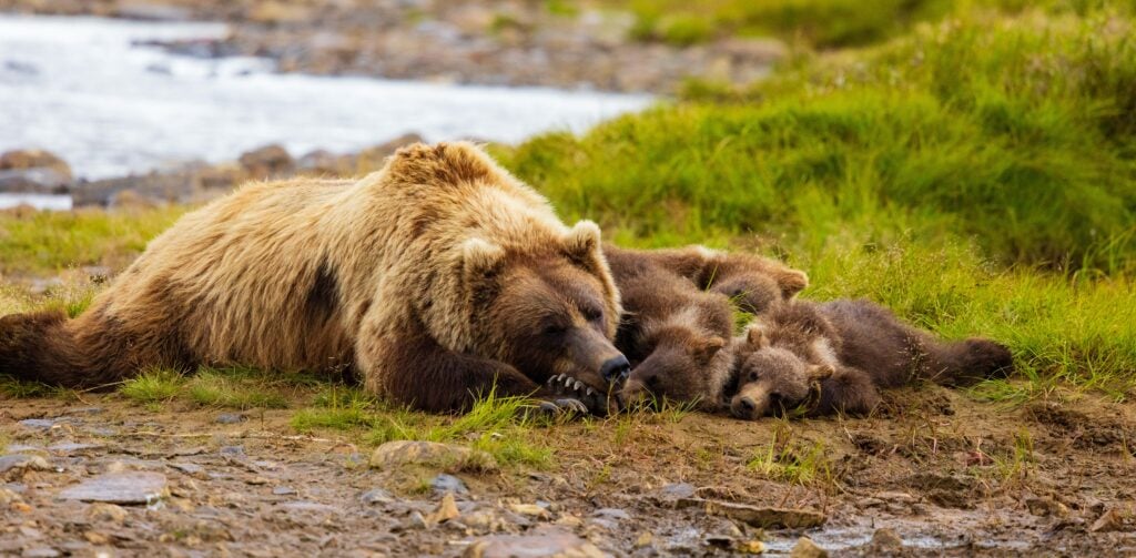 a mom and bear cubs the a nap on the edge of a creek in katmai