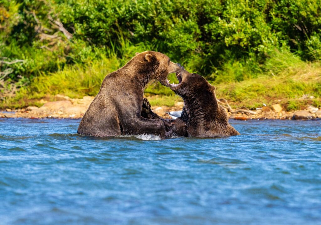 two brown bears wrestle in a creek in alaska 