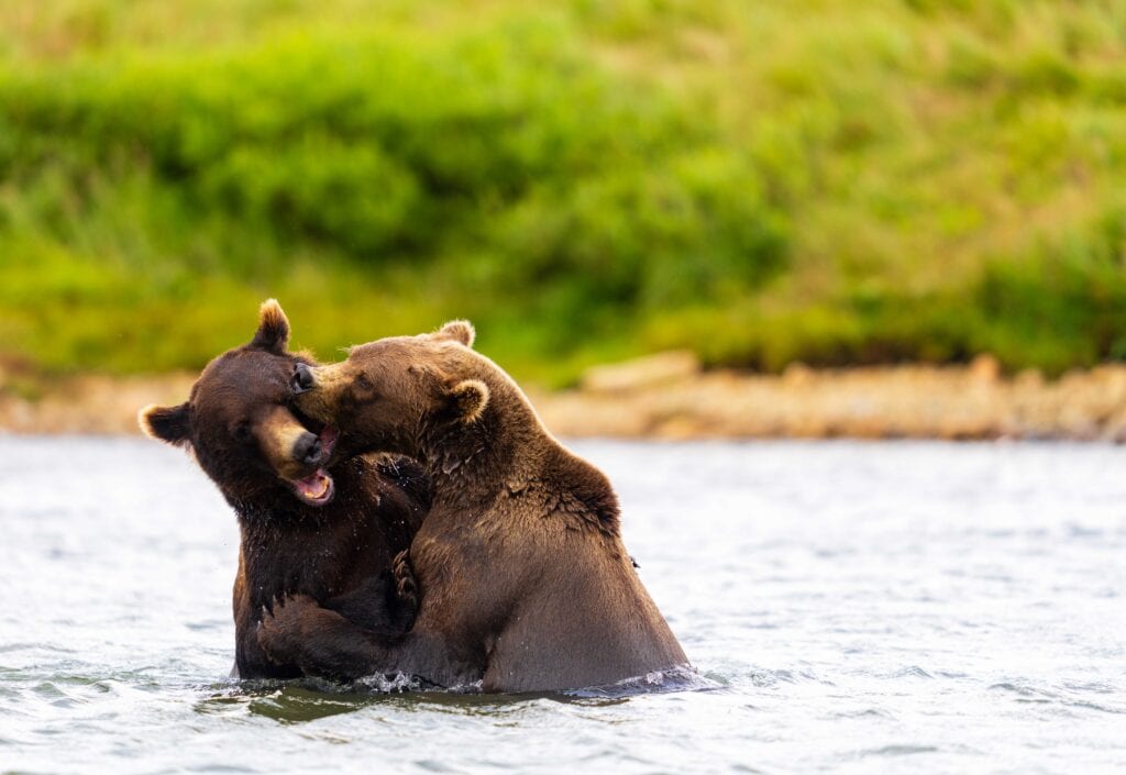 two bears wrestle in a creek in alaska 