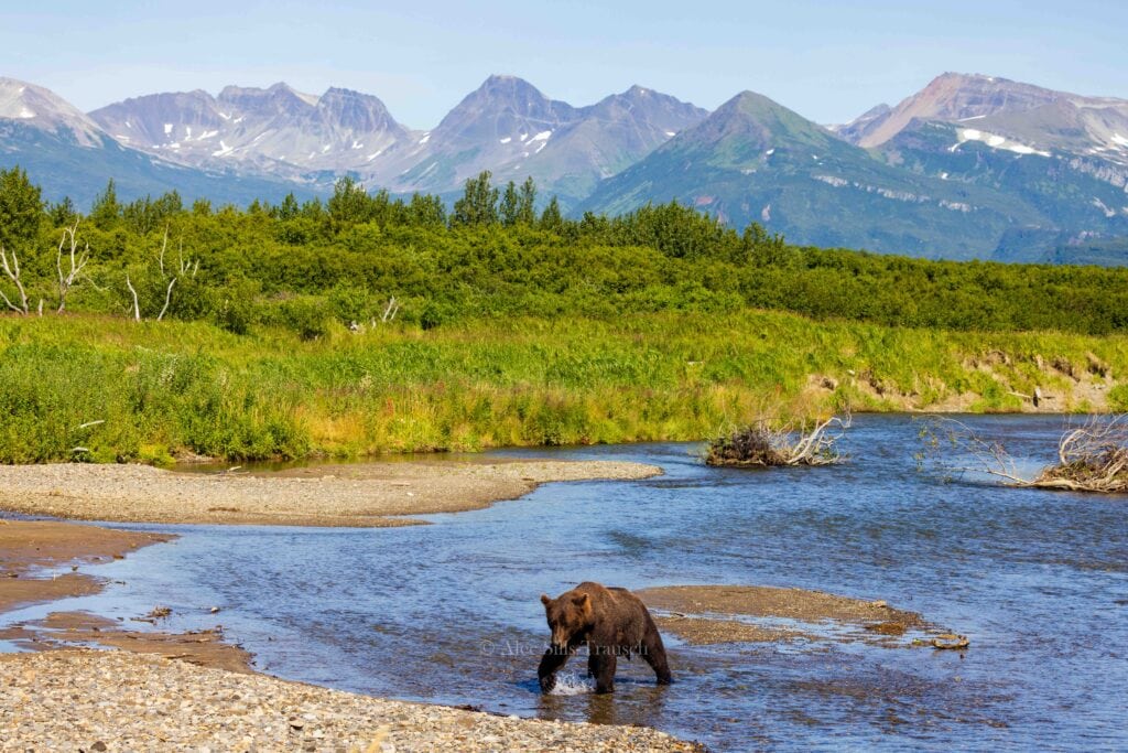 a brown bear walk near the rivers shoreline in alaska