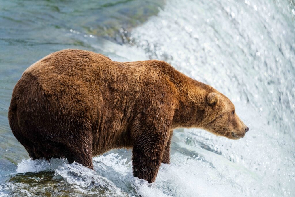 A coastal brown bear looks for fish at Brooks Falls.