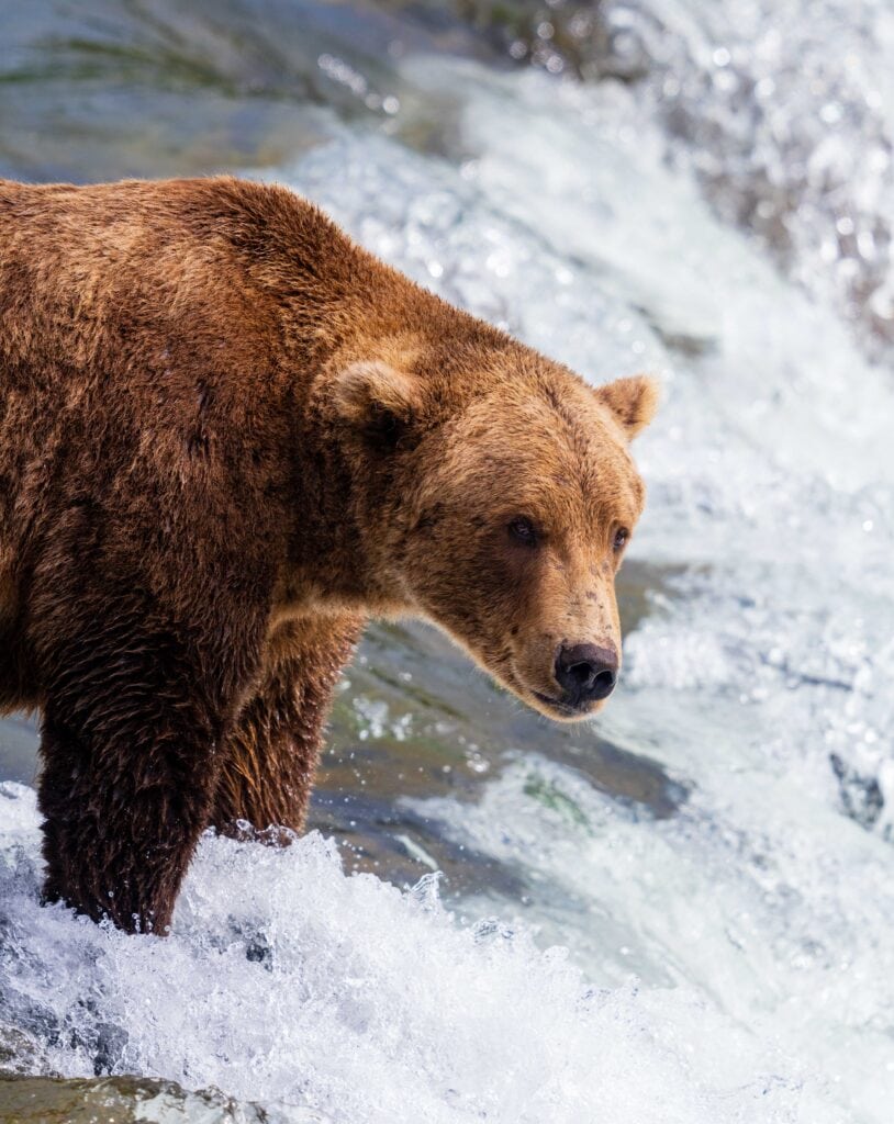 A bear stands on a waterfall looking for fish