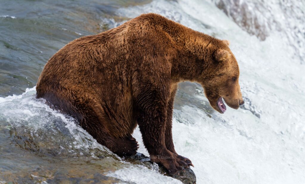 A brown bear opens its mouth while looking for a fish