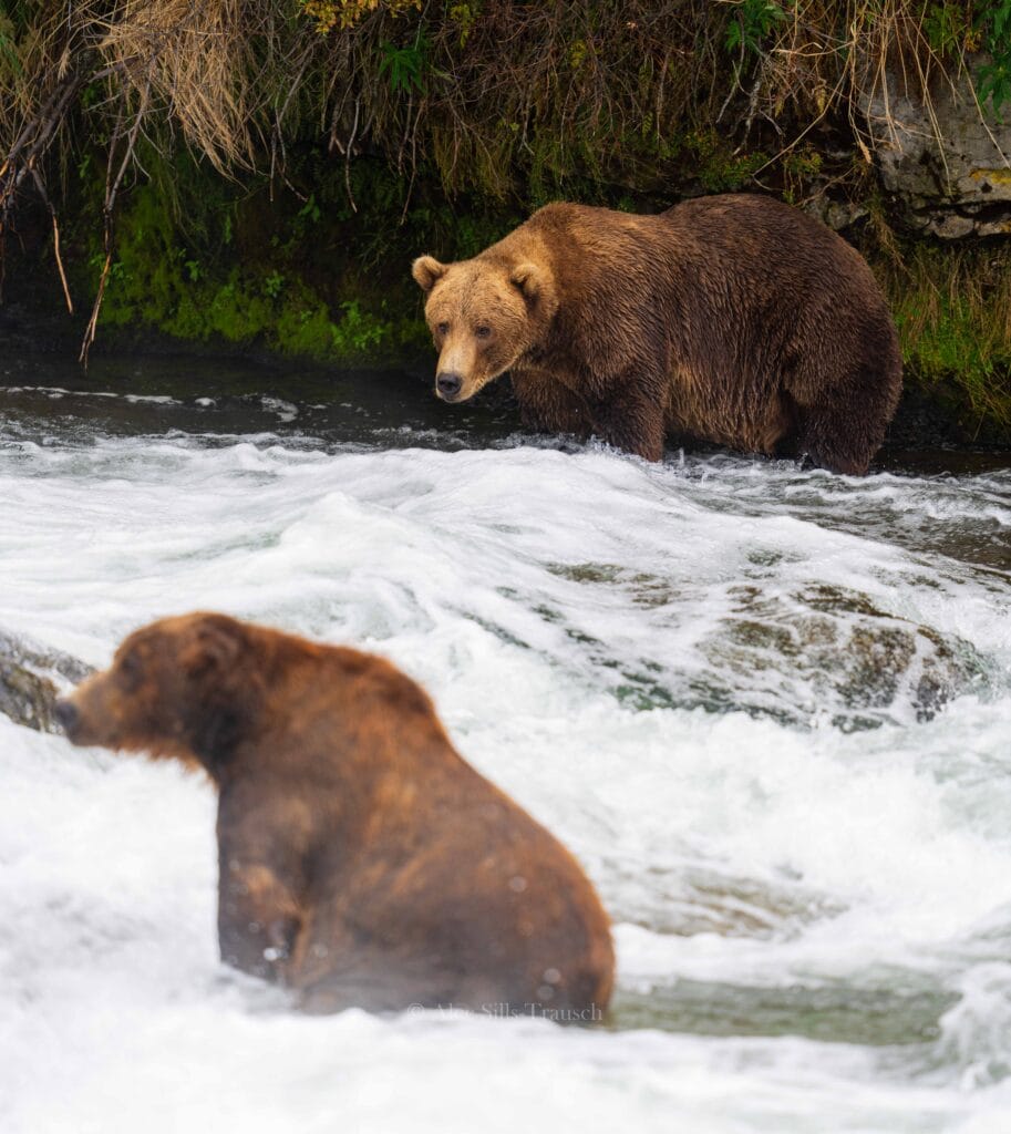Bears in the water at Brooks Falls in Alaska