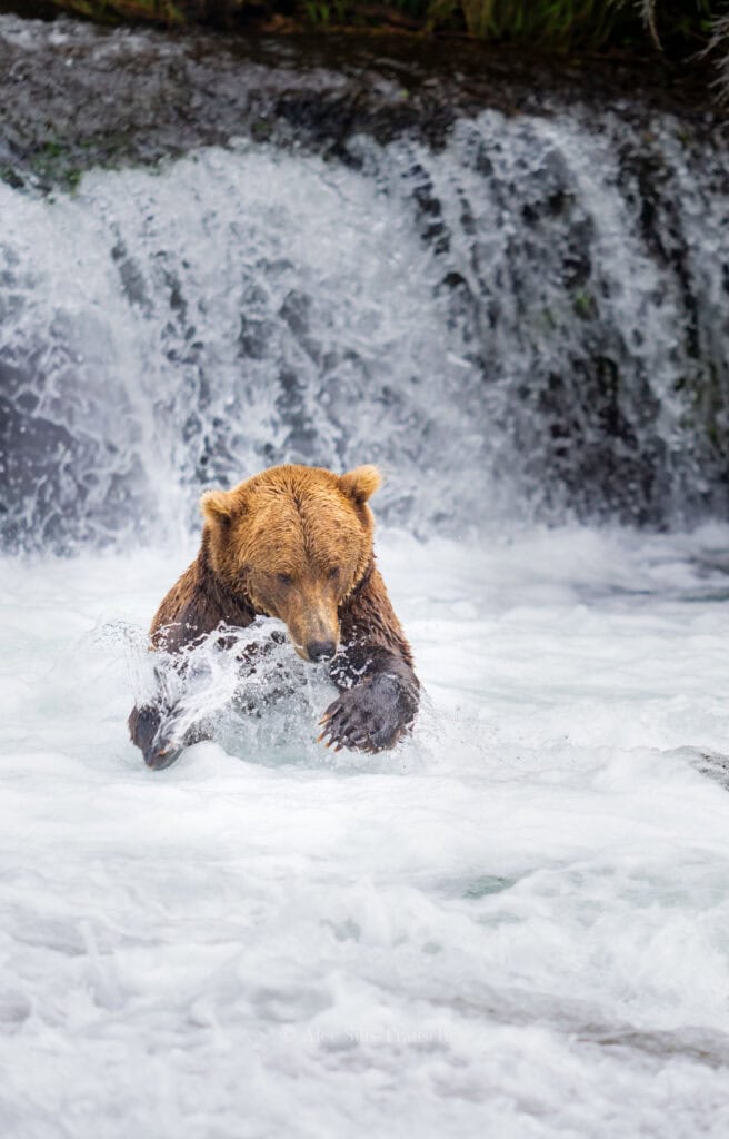 A bear lunges for a fish at Brooks Falls in Katmai National Park