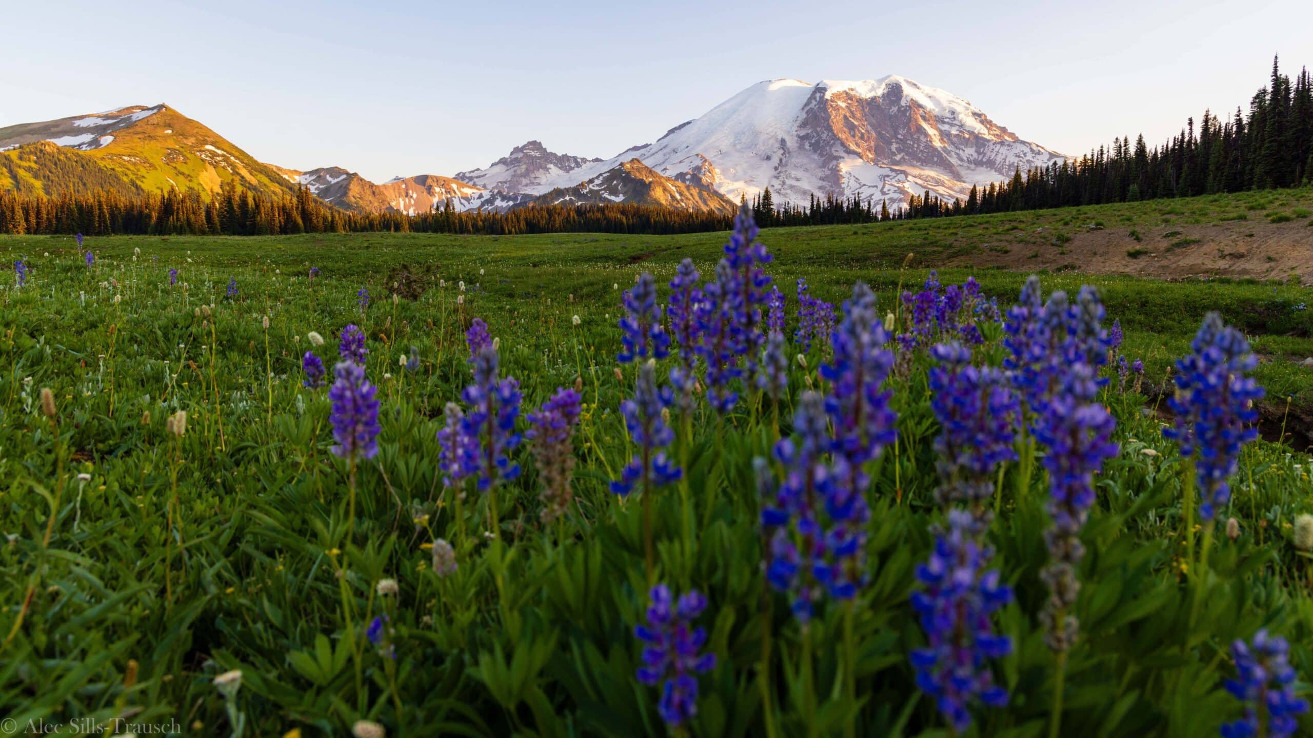 purple flower in grand park at mount rainier national park