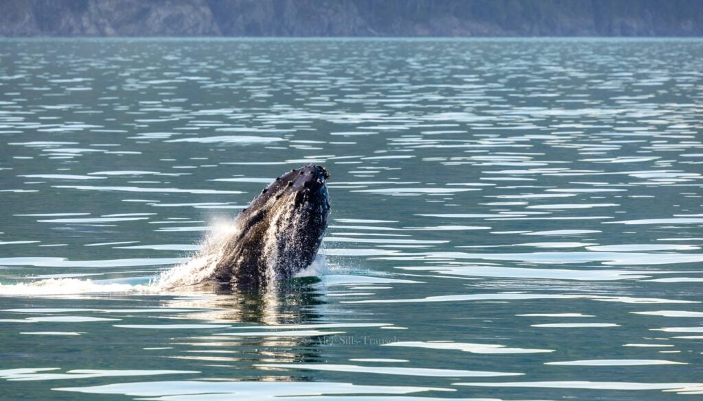 a whale lifts its head out of the water