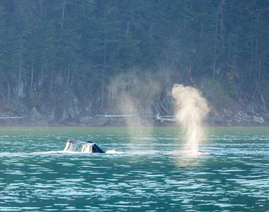 two whales swim in the san juan islands outside of seattle
