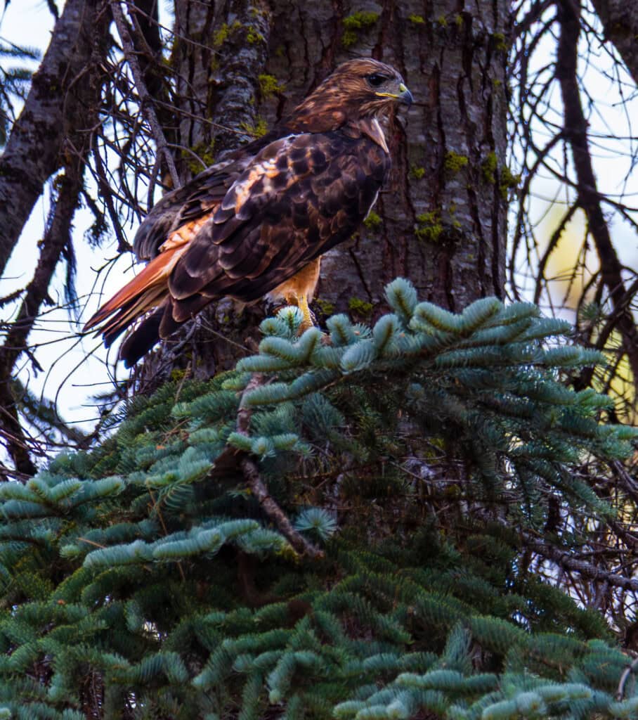 a hawk stands on a branch in kings canyon national park