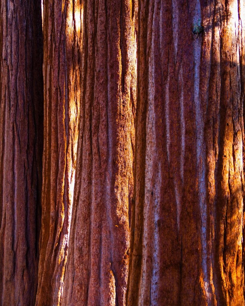 giant sequoias illuminated in the light