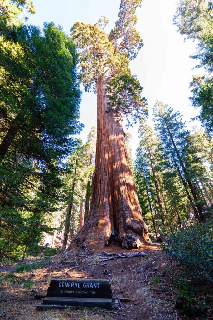 general grant tree in kings canyon national park