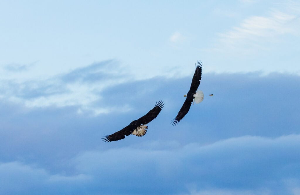 two eagles fly near each other