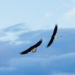 Where and How to Photograph Bald Eagles in Washington