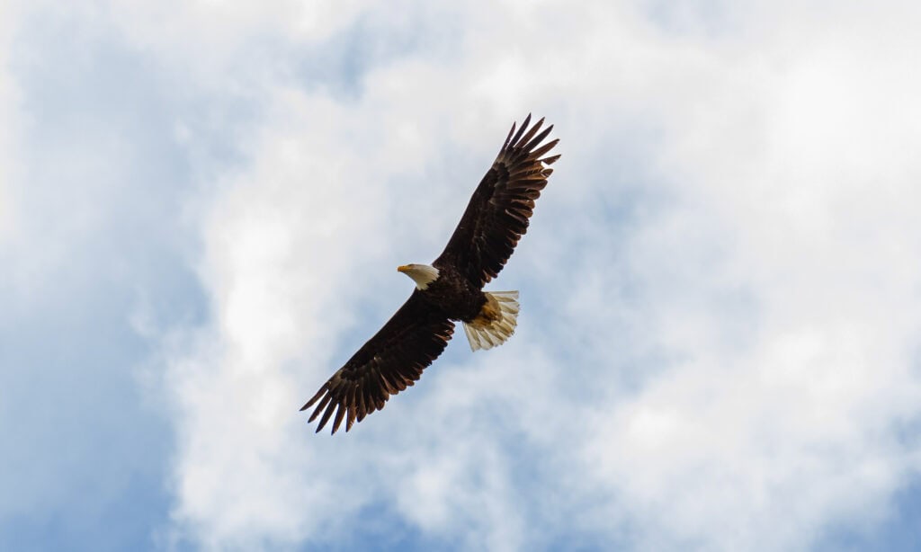 a bald eagle flies above 