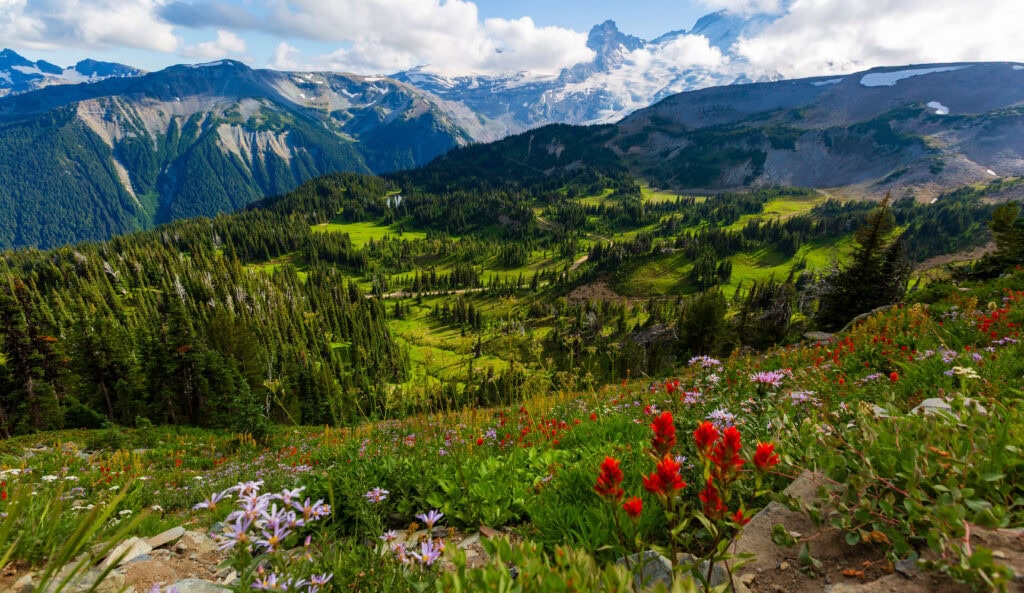 wildflowers on the burroughs mountain trail 