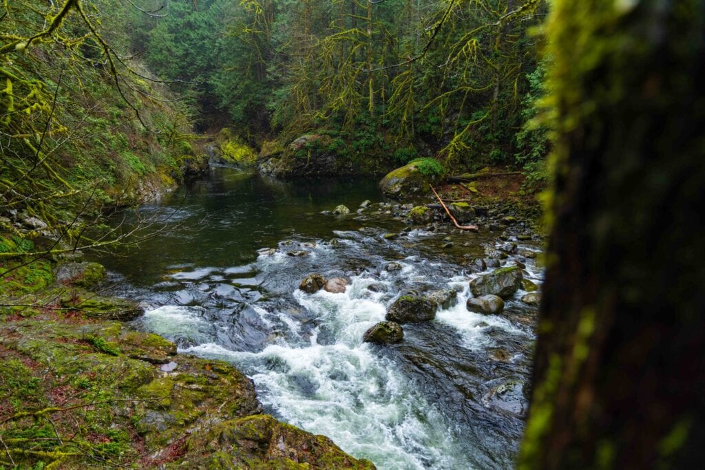 a river surrounded by green lush trees and plants 