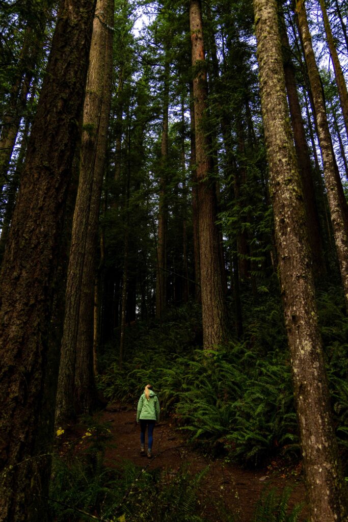 a hiker on the trail surrounded by trees
