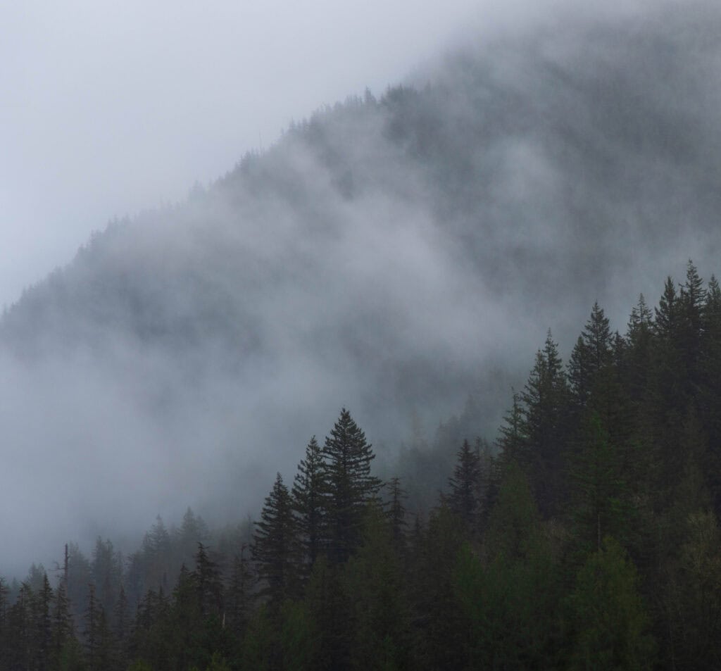 fog and green trees in the mountains 