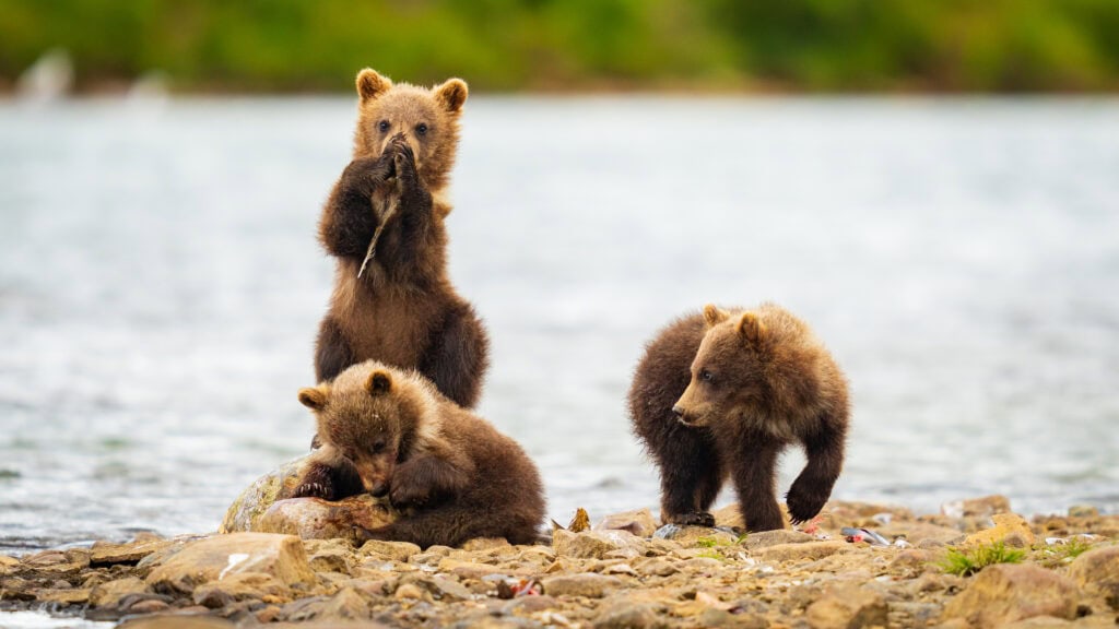 young bear cuts look at the camera along a river