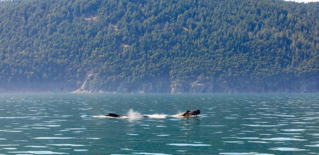 two whales swim in the salish sea near the san juan islands