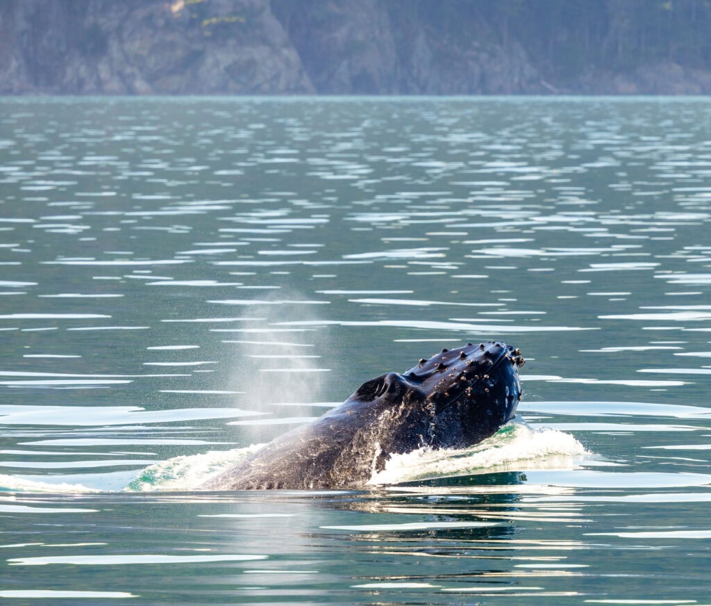 a humpback whale lunges out of the water