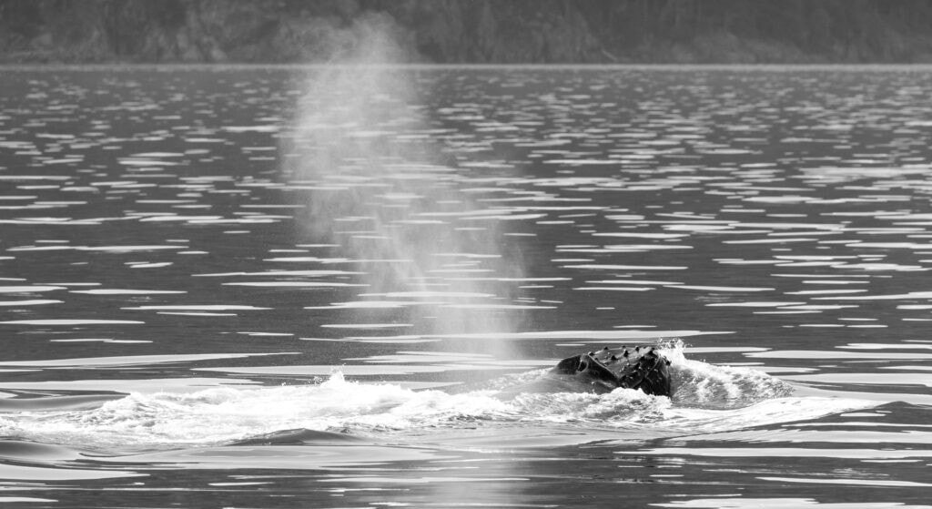 a humpback exhales and blows mist above its head on a whale watching trip in the san juan islands