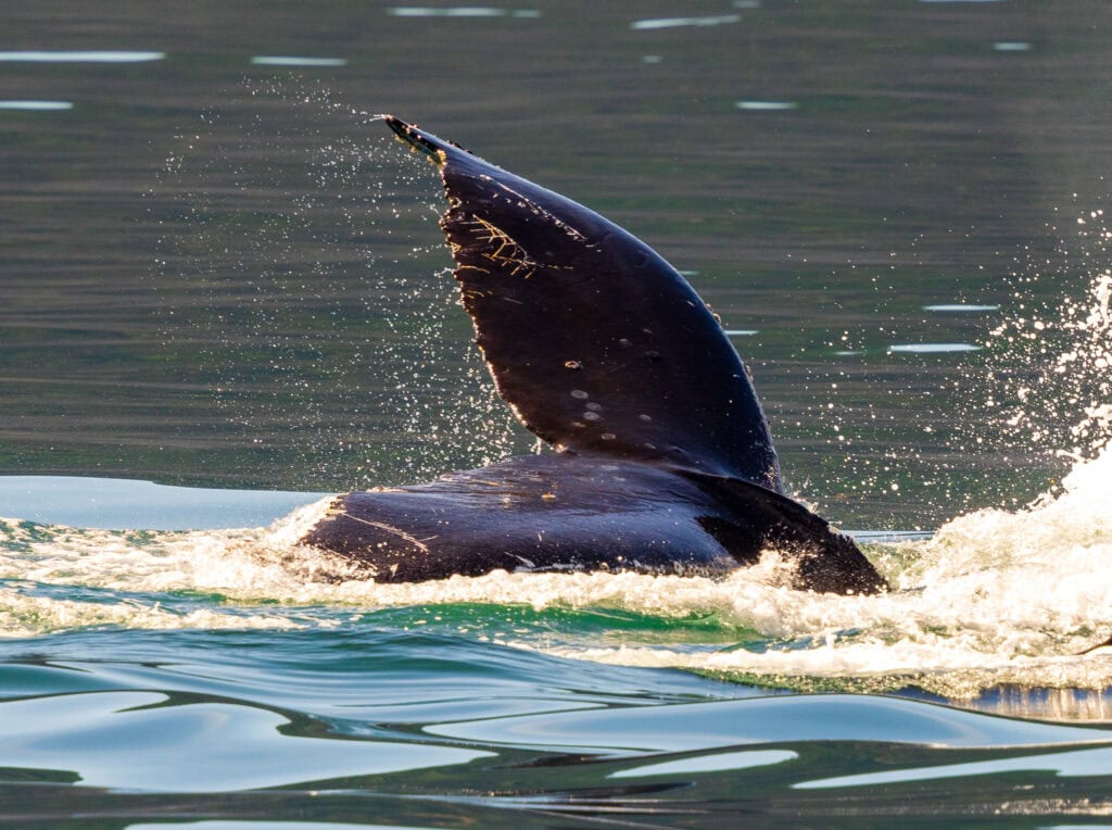 a whale fluke out of the water
