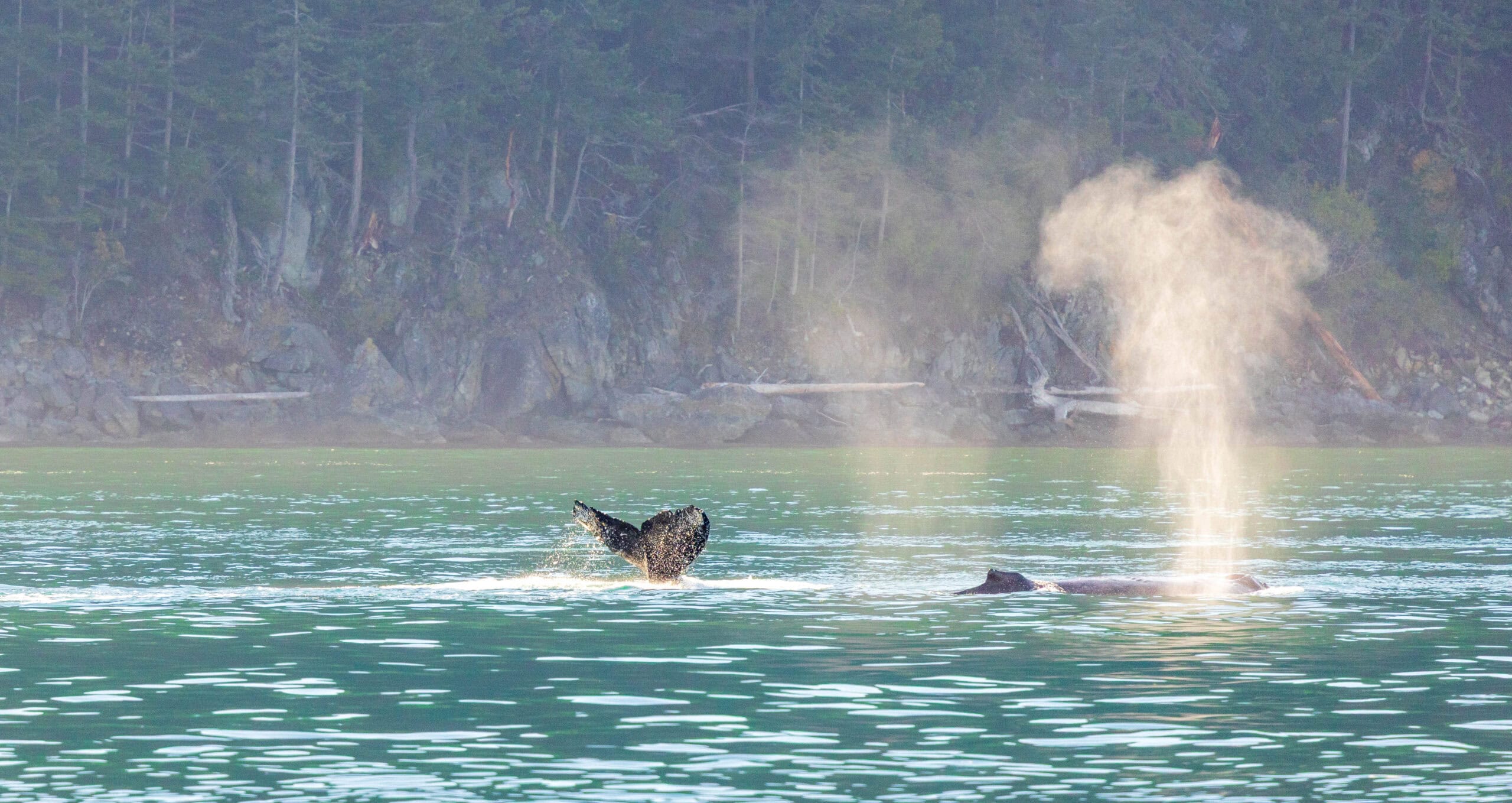 two whales in the water, one showing its fluke, another exhaling during a whale watching trip in the san juan islands