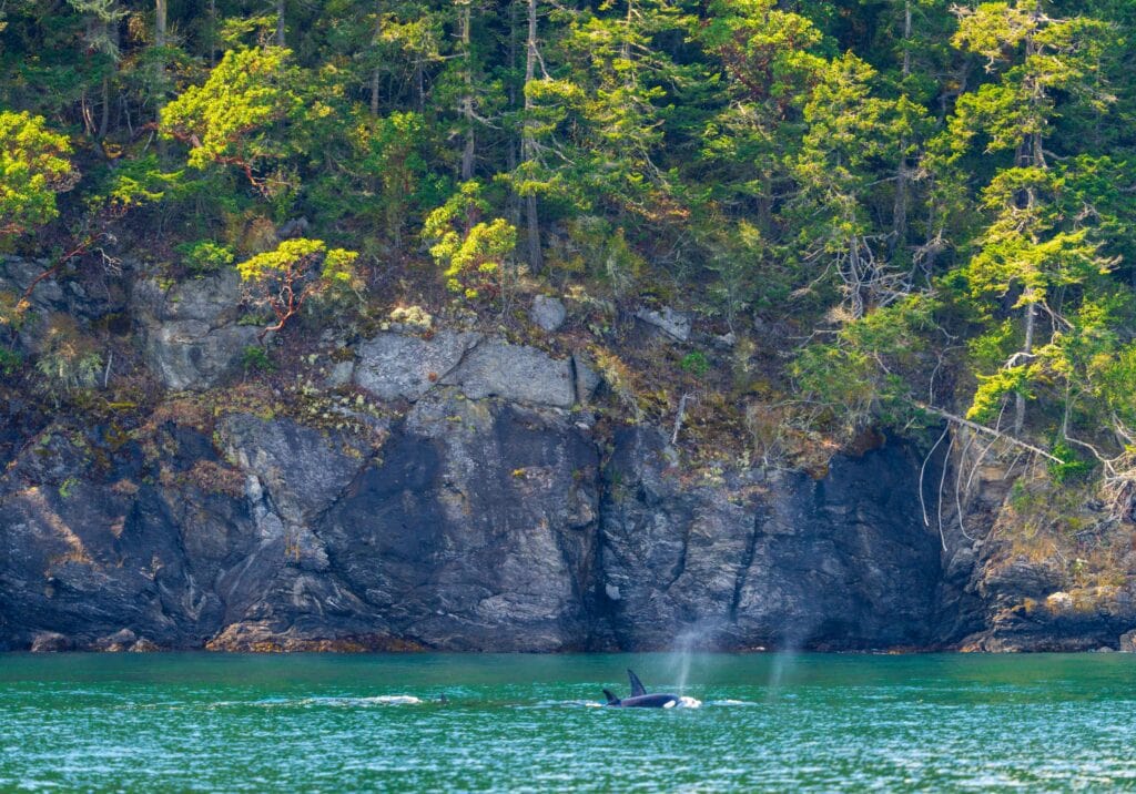orcas exhale causing mist above then during the san juan islands whale watching trip