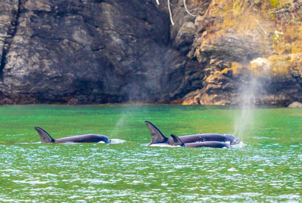 three orcas swim in the san juan islands