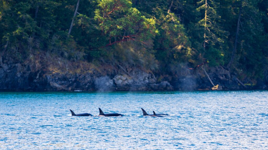 four orcas swimming near land
