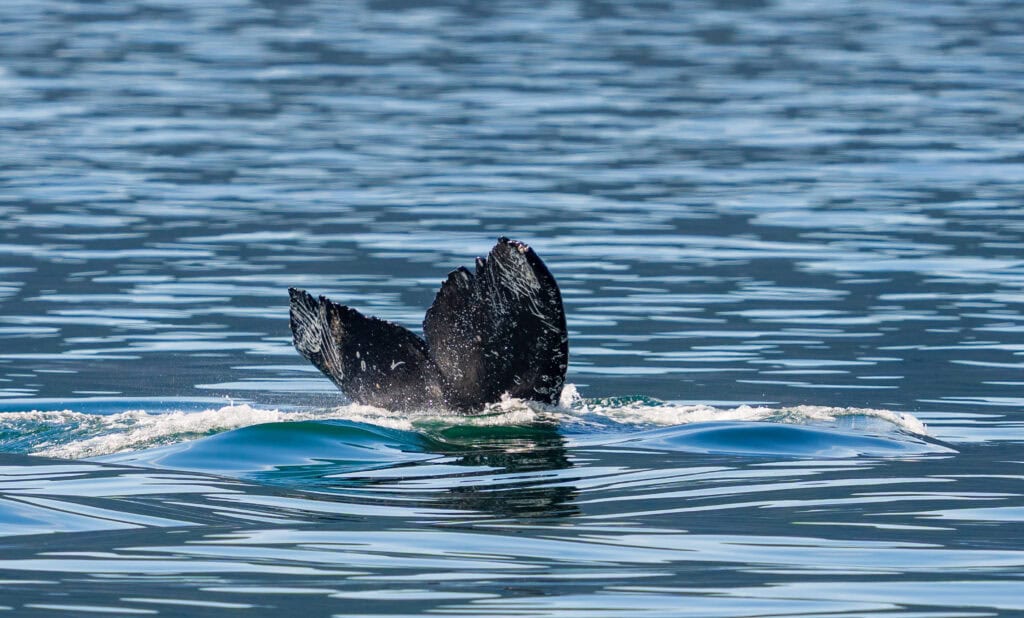 a tail goes into the water during a whale watching trip
