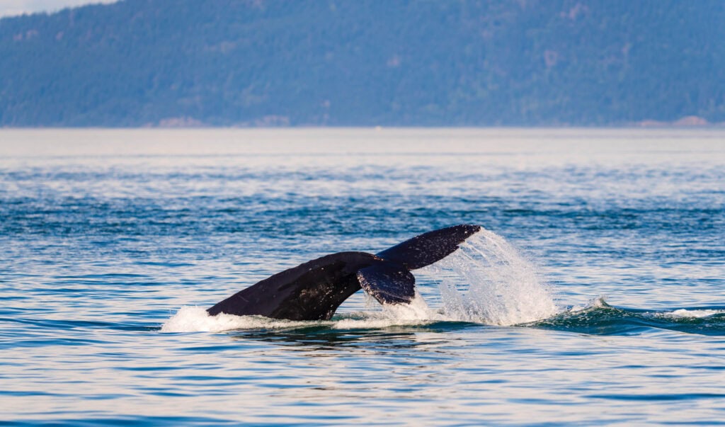 a big tail fluke on a humpback whale