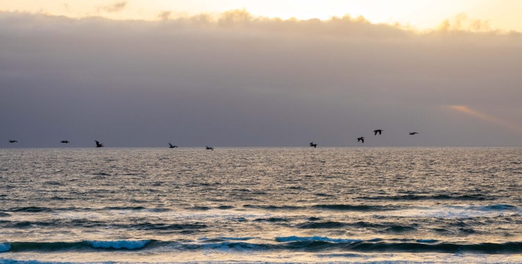 pelicans fly over the ocean near santa maria valley